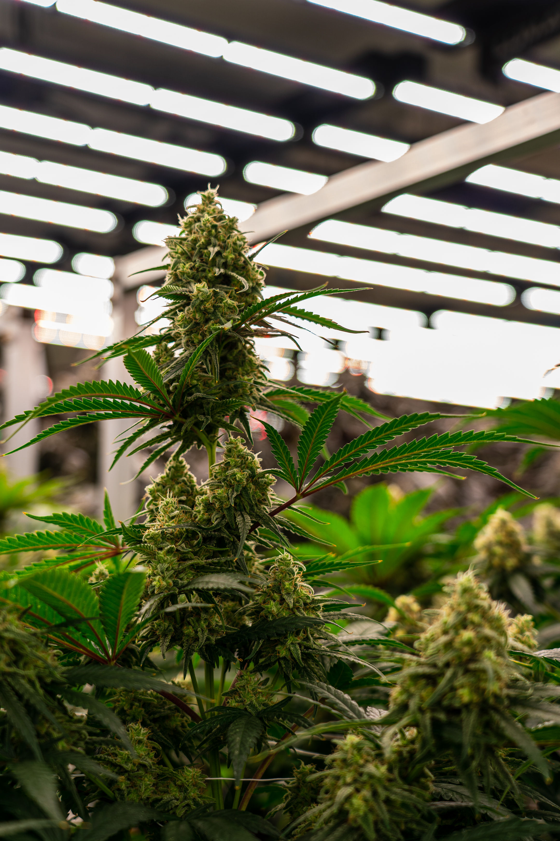 HighCraft Bangkok grow room tour